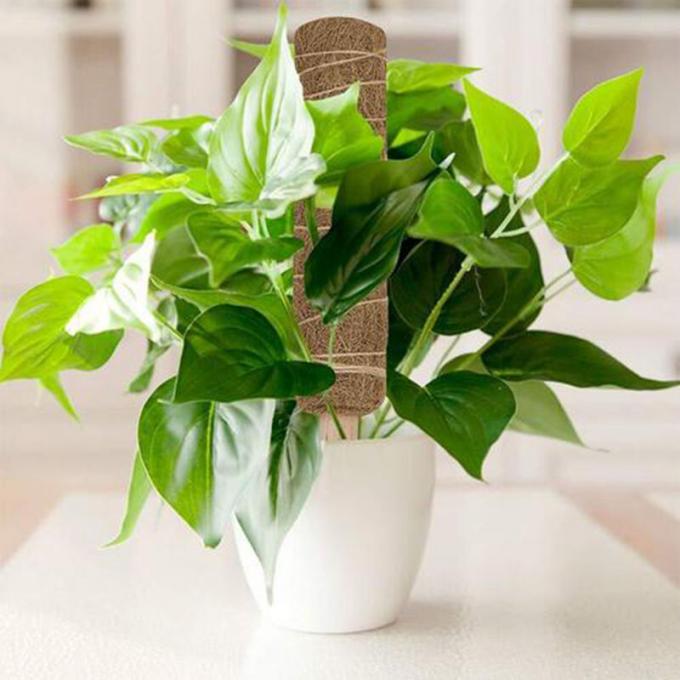 코코넛 팜 코코이 모스 스틱 토템 폴 코코이 토템 폴 플랜트 지원 확장 등반 실내 식물 크리퍼 3