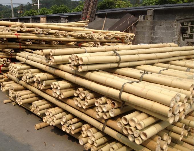 도매 가격 천연 모스 플랜트 폴 모스 스틱 등산 플랜트 모스 폴 지원 0