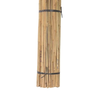 야채 잎자루 잎자루 잎자루 잎자루 잎자루