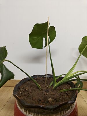 Support Your Garden's Growth with Elegant and Sustainable Bamboo Flower Sticks