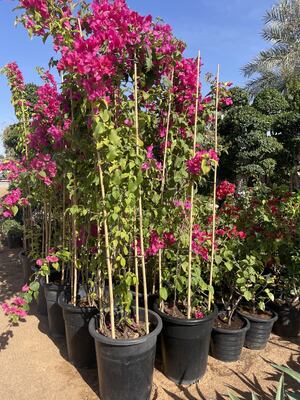 정원 스틱, 18 인치 자연 Bambu 식물 스틱, 트위스트 넥타이와 식물 지원 스틱, 토마토, 콩, 꽃, 냄비 식물, 실내 및 야외 등산 식물